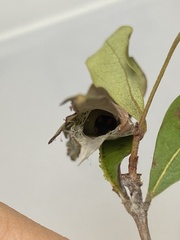 Ephyriades brunnea