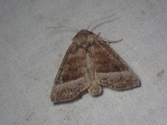 Papaipema eupatorii