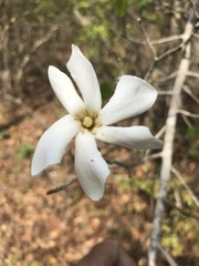 Gardenia saxatilis