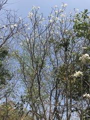 Gardenia saxatilis