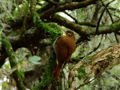 Lepidocolaptes falcinellus