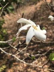 Gardenia saxatilis