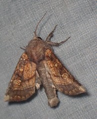 Papaipema impecuniosa