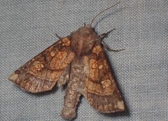 Papaipema impecuniosa