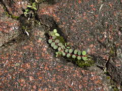 Euphorbia makinoi
