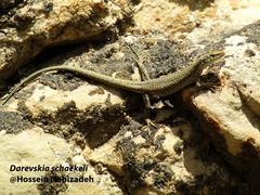 Darevskia schaekeli