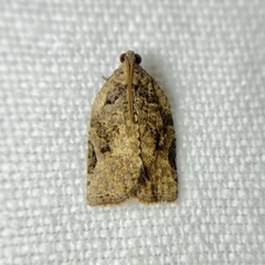 Meritastis ursina