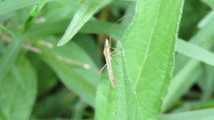 Stenocoris