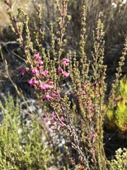 Erica placentiflora