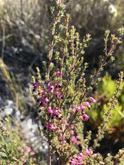 Erica placentiflora