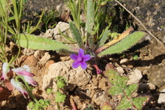 Anchusa aggregata