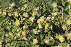 Thymelaea hirsuta