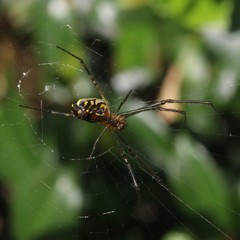 Leucauge granulata