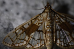 Sinomphisa plagialis