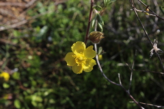 Helianthemum stipulatum