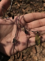 Dendrolobium lanceolatum