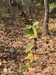 Dendrolobium lanceolatum