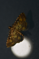 Nacoleia biformis