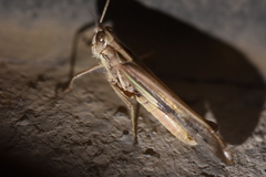 Aiolopus thalassinus tamulus