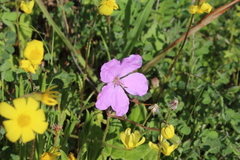 Erodium subintegrifolium