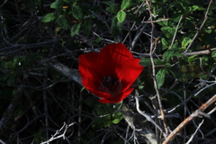 Anemone coronaria