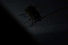 Rondibilis semielongata
