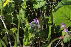 Lamium amplexicaule