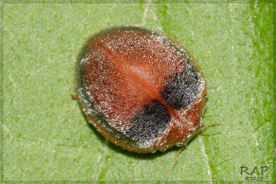 Adira