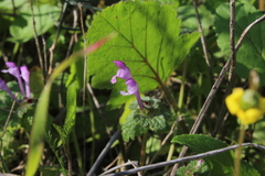 Lamium amplexicaule