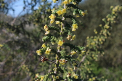 Thymelaea hirsuta