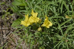 Oenothera serrulata