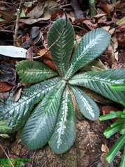 Acrotrema costatum