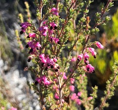 Erica placentiflora