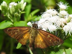 Augiades crinisus
