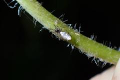 Cyclosa argenteoalba