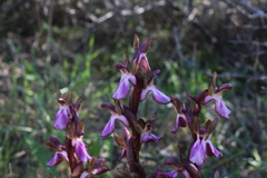 Anacamptis collina