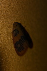 Stigmatophora rhodophila