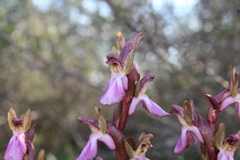Anacamptis collina