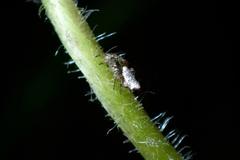 Cyclosa argenteoalba