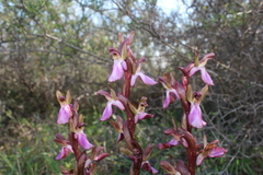 Anacamptis collina