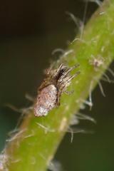 Cyclosa argenteoalba