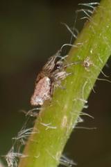 Cyclosa argenteoalba