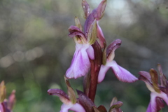 Anacamptis collina