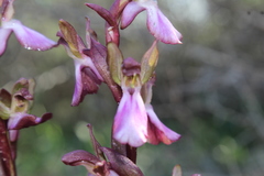 Anacamptis collina