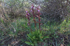 Anacamptis collina