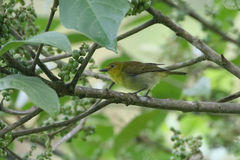 Chrysothlypis chrysomelas