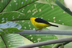 Chrysothlypis chrysomelas