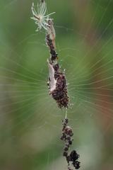 Cyclosa confusa