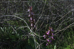 Anacamptis collina