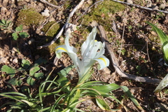 Iris palaestina